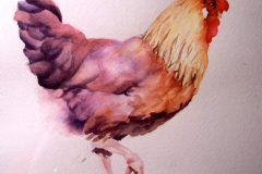 A hen